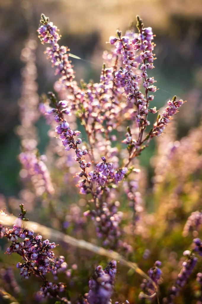 Natur pur
